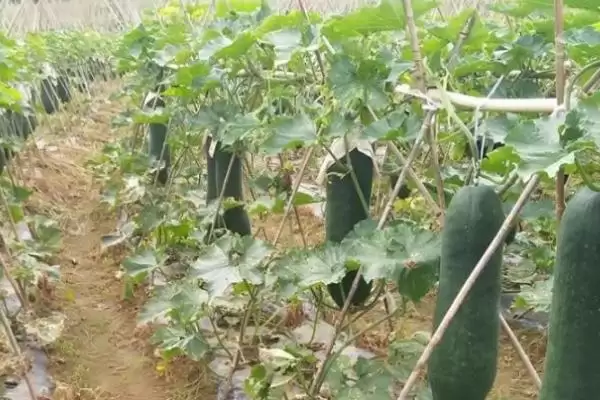 冬瓜老是掉瓜的解决方法,冬瓜老是掉瓜最好如何进行处理插图1 冬瓜老是掉瓜的解决方法,冬瓜老是掉瓜最好如何进行处理插图1