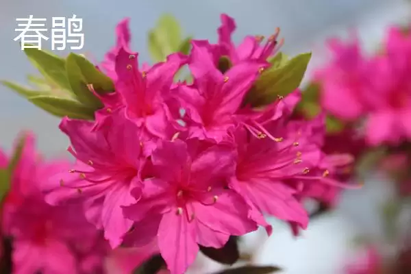 杜鹃花的分类情况,杜鹃花的分类有哪些常见的种类插图3