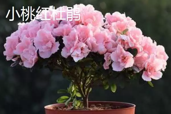 杜鹃花的分类情况,杜鹃花的分类有哪些常见的种类插图10