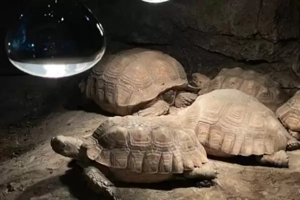 灯光对乌龟的作用影响,灯光对乌龟具有怎样的作用和影响插图1
