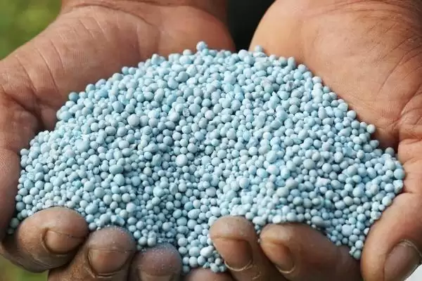 种植密大氮肥多等致棉花黄萎病发病原因解析插图4