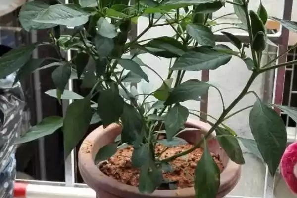 朝天椒播种前后如何进行管理呢,朝天椒播种前后管理方法插图2