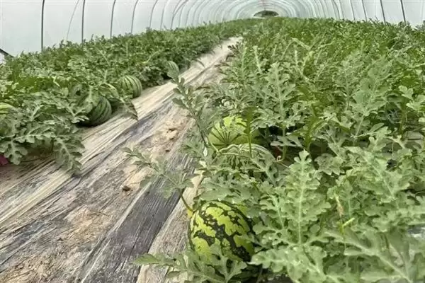 大棚多膜覆盖西瓜的栽培方法是,大棚多膜覆盖西瓜的栽培方法插图12