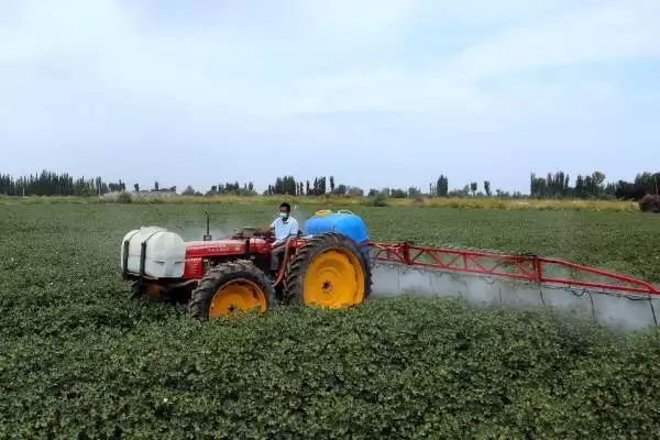 常用氟节胺矮壮素多效唑棉花免打顶剂药种类插图5