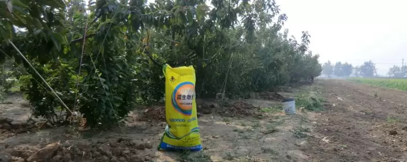 樱桃树如何抓好基肥等不同施肥?-会东网