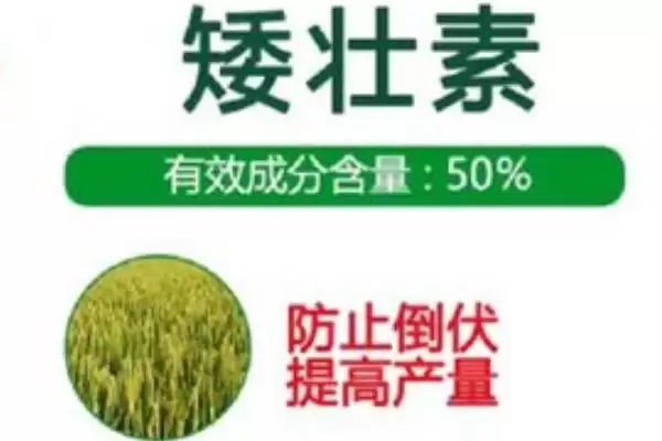 常用氟节胺矮壮素多效唑棉花免打顶剂药种类插图2