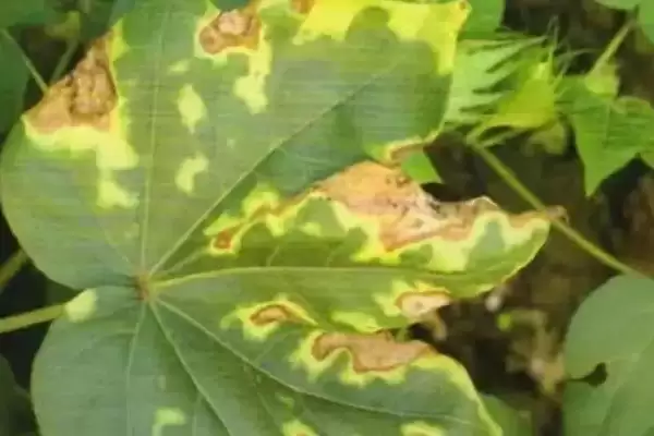 种植密大氮肥多等致棉花黄萎病发病原因解析插图1