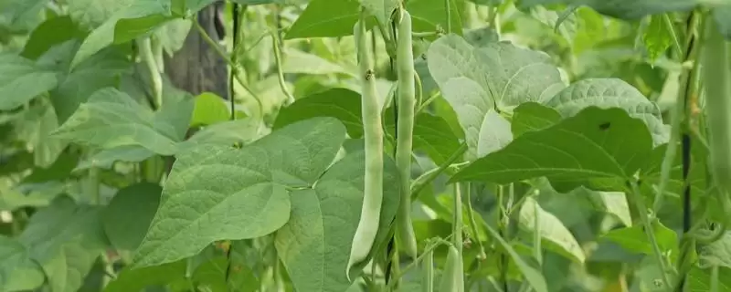 春季芸豆的种植时间在什么时候呢,春季芸豆的种植时间-会东网