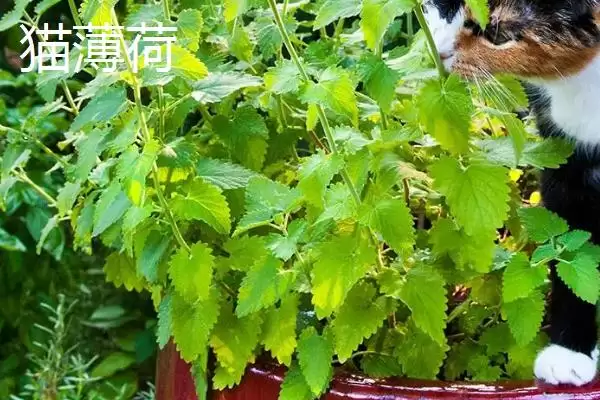 薄荷与猫薄荷有哪些方面的区别呢,薄荷与猫薄荷有什么区别插图2