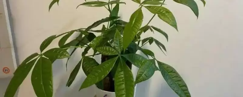 发财树摆放的禁忌,发财树摆放有哪些禁忌-会东网