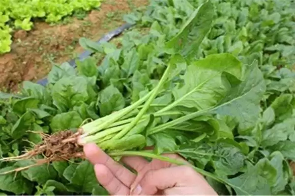 菠菜霜霉病的防治技术有哪些呢,菠菜霜霉病的防治技术插图2