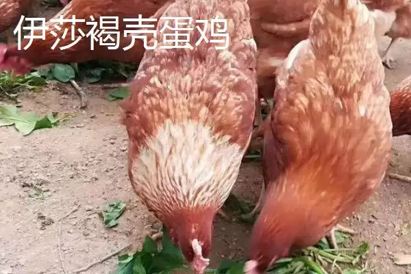 产蛋率高的母鸡有哪些品种呢,产蛋率高的母鸡品种插图4