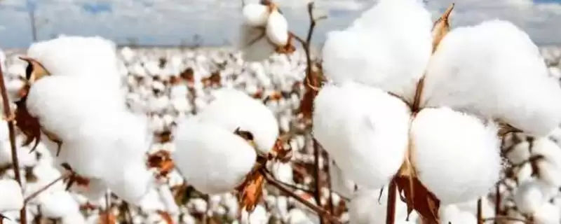 锦葵科棉属植物棉花是什么详细信息全解析-会东网