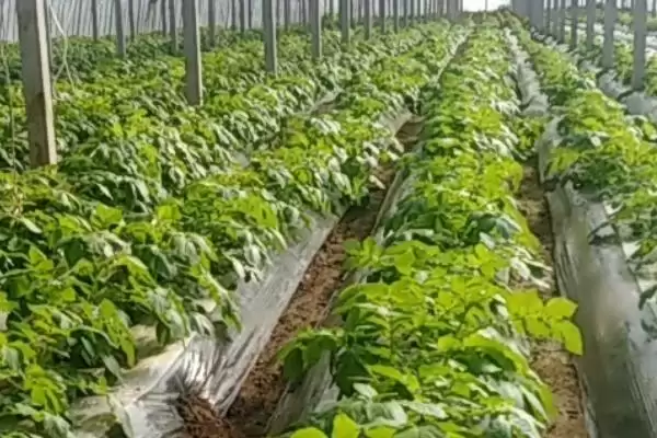 大棚土豆的种植方法是怎样的,大棚土豆怎么种植插图1