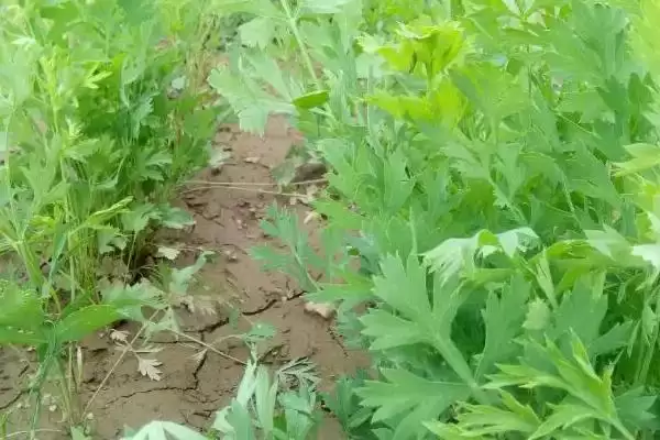 防风种植的时间,防风在南北方分别何时种植插图3