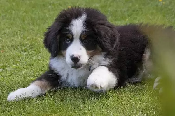 伯恩山犬有哪些基本情况呢,伯恩山犬简介插图3 伯恩山犬有哪些基本情况呢,伯恩山犬简介插图3