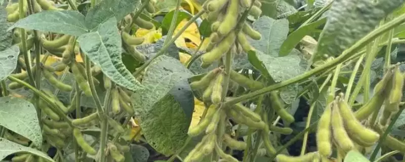 铁豆101大豆品种生育期如何管理？-会东网