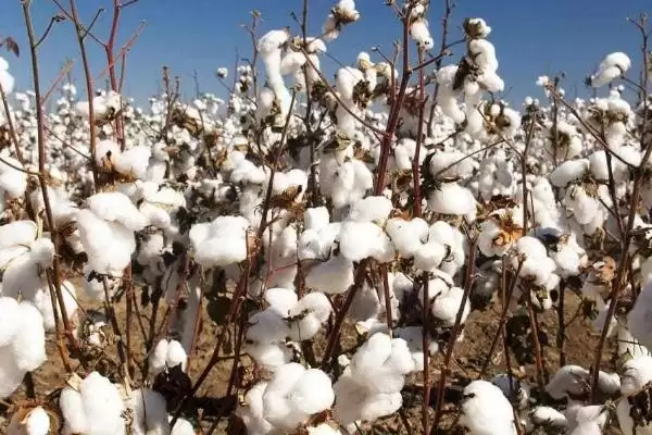选好品种是棉花抗逆高产培育方法首要要点插图3 选好品种是棉花抗逆高产培育方法首要要点插图3