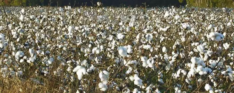 转基因品种荆棉94棉花种详细信息全介绍揭秘-会东网