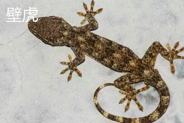 壁虎属于卵生还是胎生的动物呢,壁虎属于卵生还是胎生动物插图2