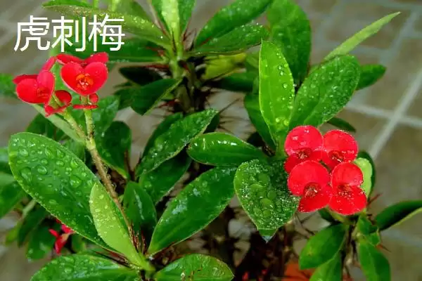 不怕太阳晒的盆栽植物有哪些呢,不怕太阳晒的盆栽植物有哪些插图8 不怕太阳晒的盆栽植物有哪些呢,不怕太阳晒的盆栽植物有哪些插图8
