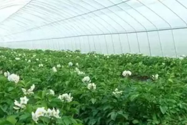 大棚土豆的种植方法是怎样的,大棚土豆怎么种植插图2