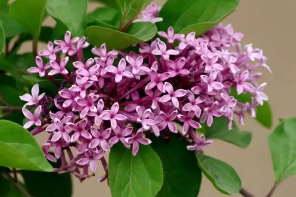 丁香花的植物基本介绍,丁香花是怎样的落叶灌木或小乔木插图1