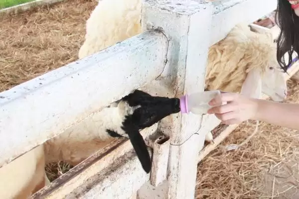 羔羊人工哺乳如何用哺乳器喂食？插图2