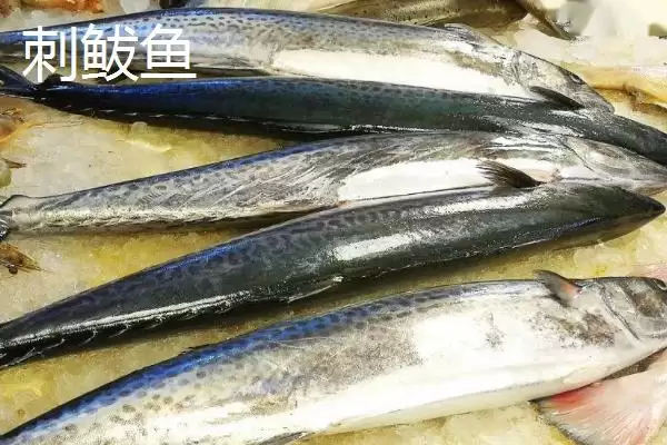 刺鲅鱼的市场价格是多少钱一斤,刺鲅鱼的市场价插图2 刺鲅鱼的市场价格是多少钱一斤,刺鲅鱼的市场价插图2