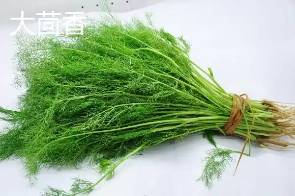 大茴香和小茴香有什么区别呢,大茴香和小茴香有什么区别插图3 大茴香和小茴香有什么区别呢,大茴香和小茴香有什么区别插图3