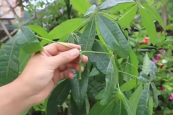 发财树发芽可能性,发财树只剩下树干还能不能再次发芽插图9 发财树发芽可能性,发财树只剩下树干还能不能再次发芽插图9