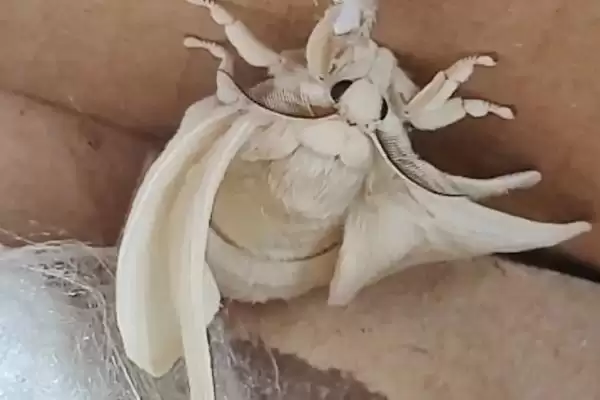 蚕羽化成蛾后能存活多少天呢,蚕羽化成蛾能存活多少天插图2 蚕羽化成蛾后能存活多少天呢,蚕羽化成蛾能存活多少天插图2