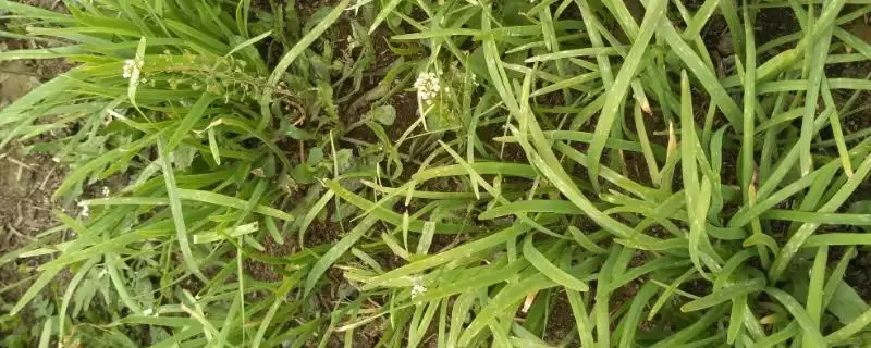 韭菜灰霉病疫病棉疫病致烂叶原因全解析揭秘-会东网