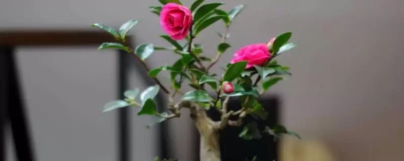 茶梅的养殖方法和要点有哪些呢,茶梅怎么养-会东网