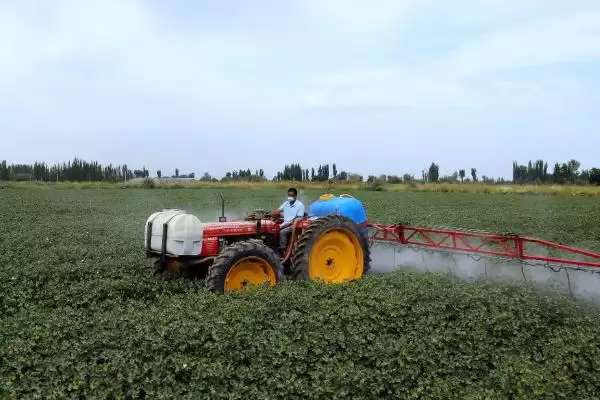 种植密大氮肥多等致棉花黄萎病发病原因解析插图6