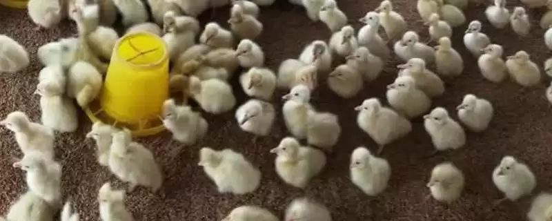 雏鹅的养殖方法和要点有哪些呢,雏鹅怎么养殖-会东网