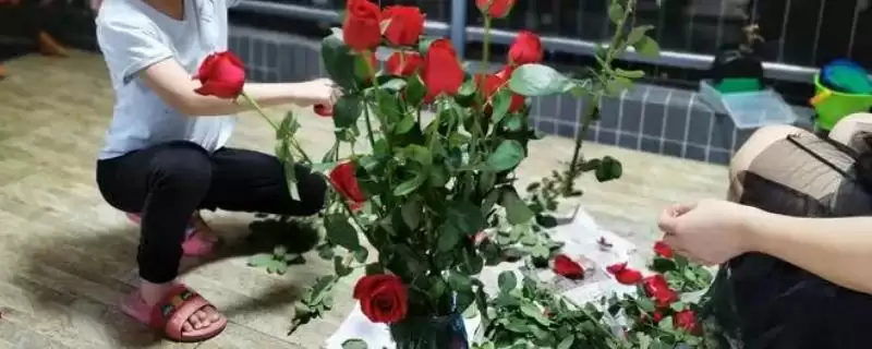 春天玫瑰花需要进行剪枝吗及好,春天玫瑰花需要剪枝吗-会东网