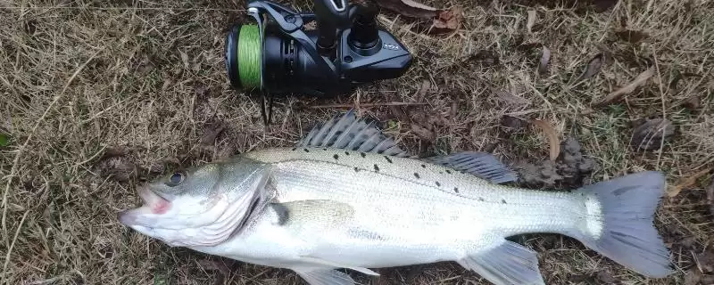 哪些饵料容易让鲈鱼上钩如河虾?-会东网