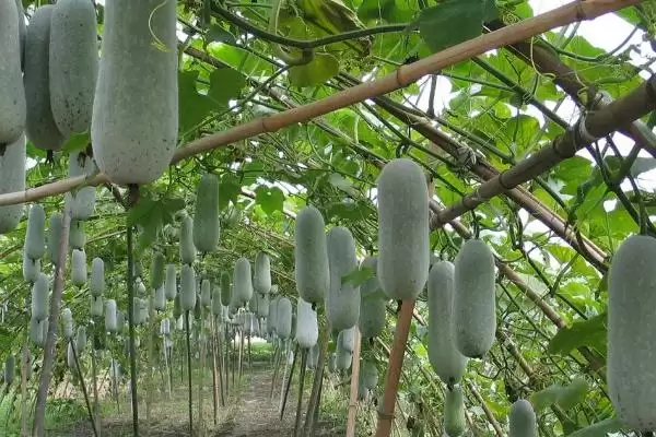 冬瓜老是掉瓜的解决方法,冬瓜老是掉瓜最好如何进行处理插图2 冬瓜老是掉瓜的解决方法,冬瓜老是掉瓜最好如何进行处理插图2