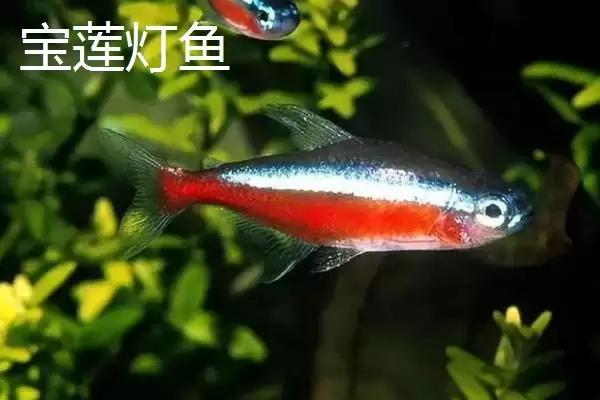 宝莲灯鱼与红绿灯鱼有何区别呢,宝莲灯鱼与红绿灯区别插图1 宝莲灯鱼与红绿灯鱼有何区别呢,宝莲灯鱼与红绿灯区别插图1