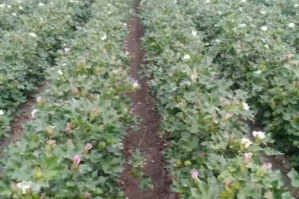 生育期134天鄂杂棉11F1种子详细信息全介绍插图2 生育期134天鄂杂棉11F1种子详细信息全介绍插图2