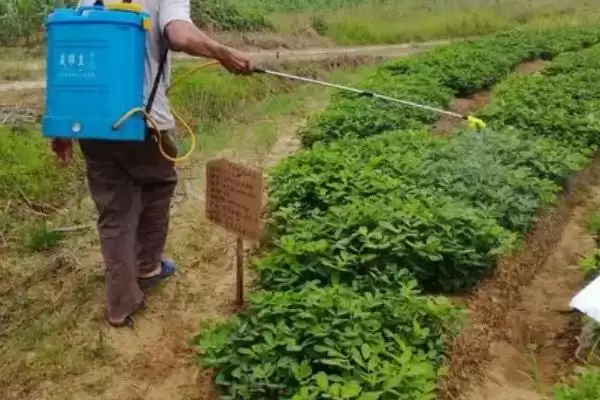 花生常见虫害蛴螬棉铃虫蚜虫类型全解析插图4