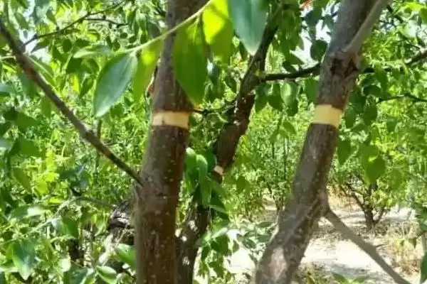 杜仲的环剥方法注意,杜仲如何环剥以及要注意哪些方面插图1