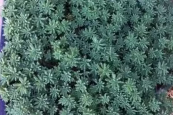 薄雪万年草的养殖方法和要点是啥,薄雪万年草的养殖方法插图2 薄雪万年草的养殖方法和要点是啥,薄雪万年草的养殖方法插图2