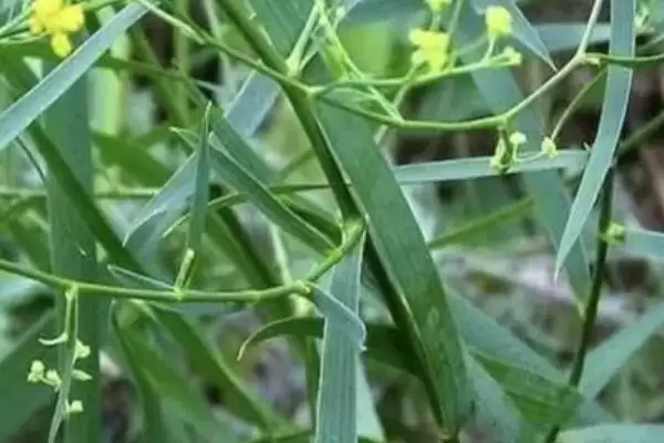 柴胡的价格大概是多少钱一斤呢,柴胡的价格插图1