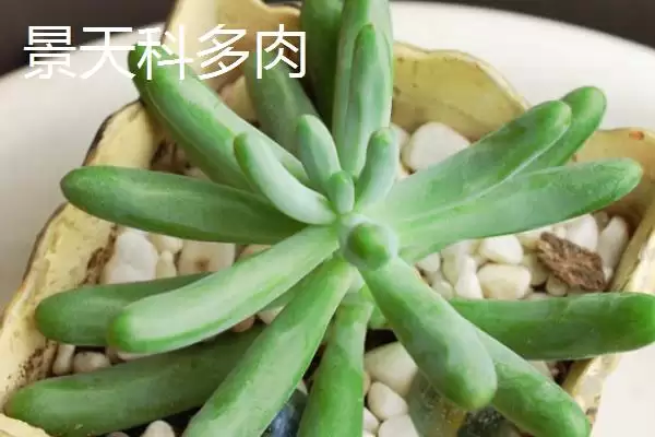 不怕太阳晒的盆栽植物有哪些呢,不怕太阳晒的盆栽植物有哪些插图7 不怕太阳晒的盆栽植物有哪些呢,不怕太阳晒的盆栽植物有哪些插图7