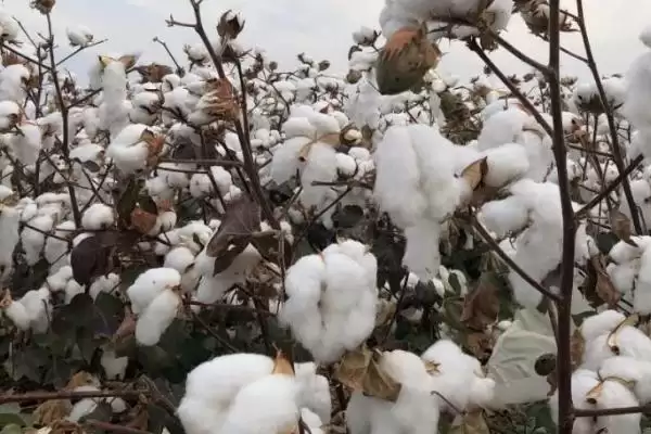 陆地棉良种清末引入中国棉花传入时间全揭秘插图1 陆地棉良种清末引入中国棉花传入时间全揭秘插图1