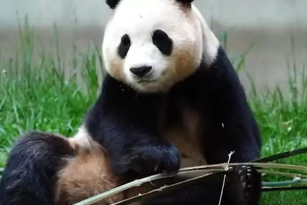 大熊猫尾巴的颜色情况,大熊猫的尾巴的颜色是什么颜色插图3 大熊猫尾巴的颜色情况,大熊猫的尾巴的颜色是什么颜色插图3