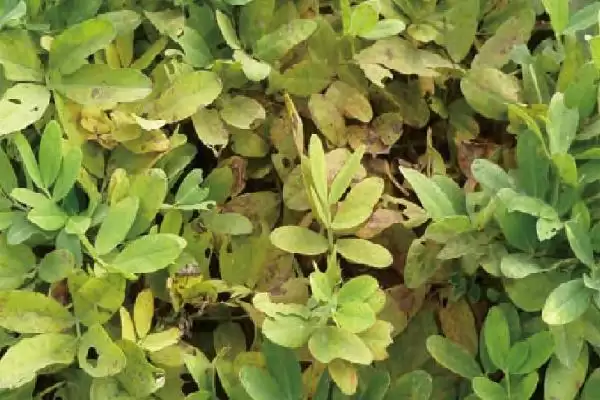 花生常见虫害蛴螬棉铃虫蚜虫类型全解析插图7