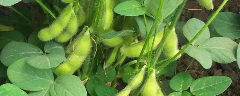 铁豆50号大豆品种与对照生育期？-会东网